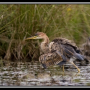 heron pourpre34-border
